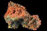 Bright Orange Crocoite Crystal Cluster - Tasmania #127950-1